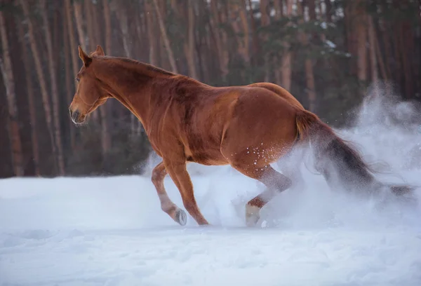 White horse runs on snow on forest background — Stock Photo, Image