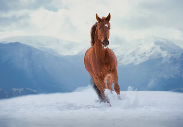 Cavalo vermelho corre na neve no fundo das montanhas — Fotografia de Stock