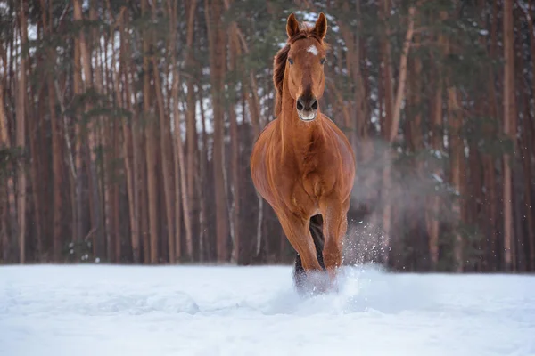 Cavalo branco corre na neve no fundo da floresta — Fotografia de Stock