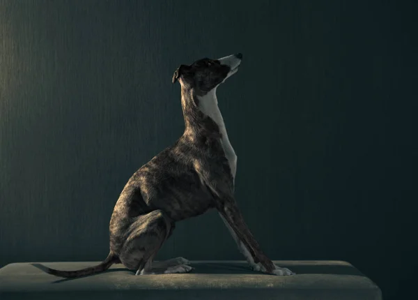 Um cão Whippet senta-se no sofá — Fotografia de Stock