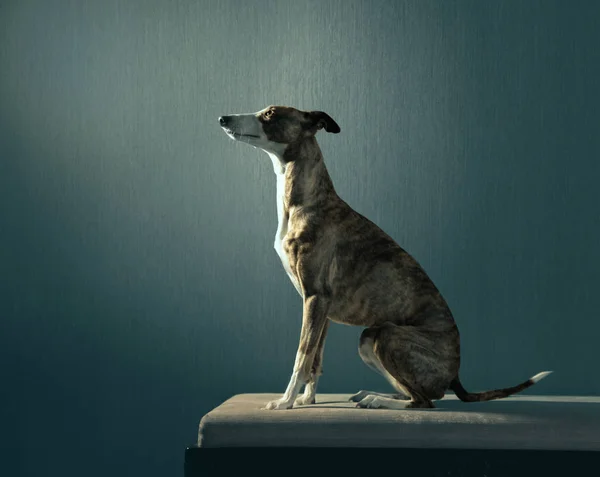 Un perro Whippet se sienta en el sofá —  Fotos de Stock