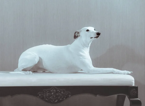 Perro whippet blanco en el sofá blanco sobre fondo gris —  Fotos de Stock