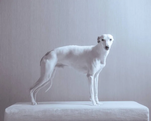 Ταχύπους σκύλος κυνοδρομίας λευκό σκυλί μένει στον λευκό καναπέ σε γκρίζο φόντο — Φωτογραφία Αρχείου