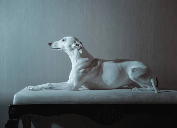 Perro whippet blanco se encuentra en el sofá blanco sobre fondo gris —  Fotos de Stock