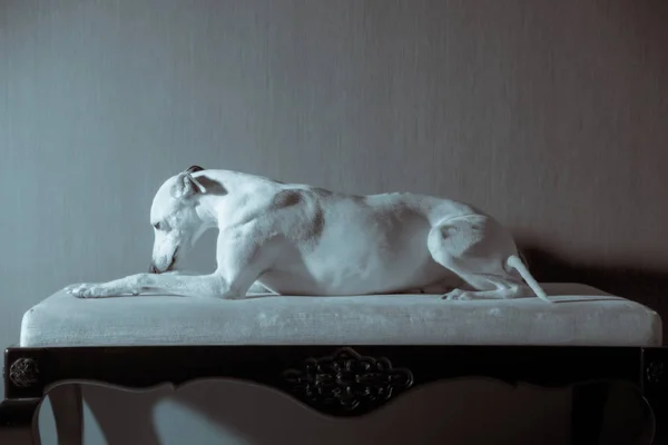 Perro whippet blanco se encuentra en el sofá blanco sobre fondo gris —  Fotos de Stock