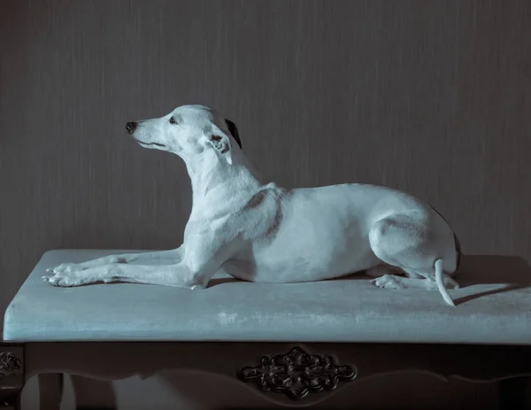 Perro whippet blanco se encuentra en el sofá blanco sobre fondo gris —  Fotos de Stock