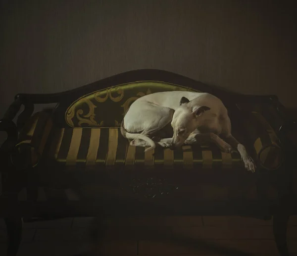 Perro whippet blanco está sentado en el sofá a rayas en backgro gris —  Fotos de Stock