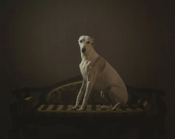 Ταχύπους σκύλος κυνοδρομίας λευκό σκυλί κάθεται σε ριγέ καναπέ σε γκρι backgro — Φωτογραφία Αρχείου