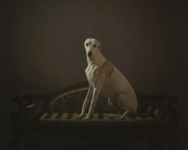 Perro whippet blanco está sentado en el sofá a rayas en backgro gris —  Fotos de Stock