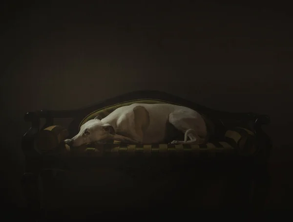 Perro whippet blanco está sentado en el sofá a rayas en backgro gris —  Fotos de Stock
