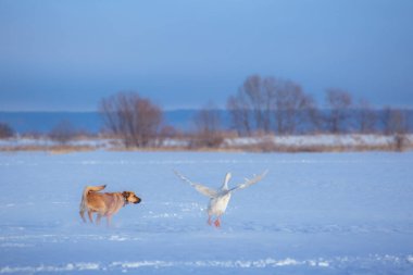 Kırmızı köpek kar beyaz kaz AVI
