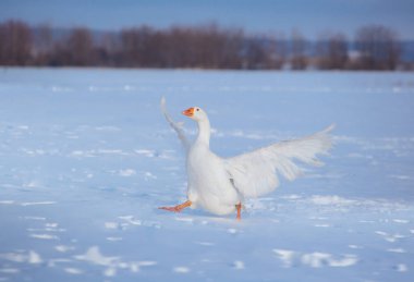 Beyaz kaz kanatları ile kar üzerinden çalıştırmak açın