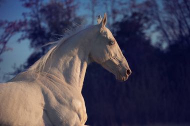 Doğa arka plan cremello ata portresi