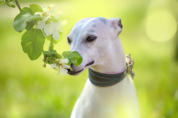 Porträtt av vit liten hund i spring blossom — Stockfoto