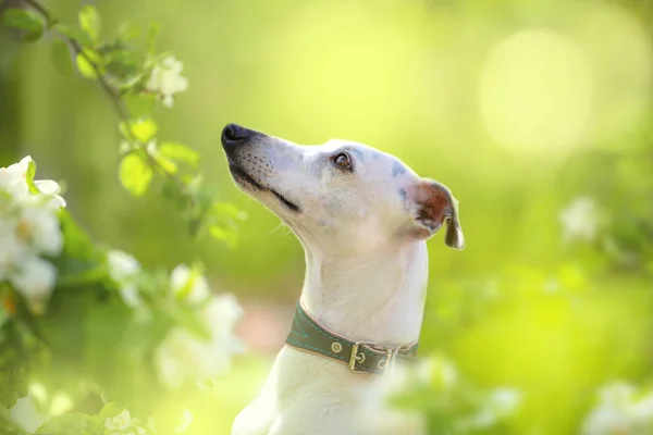 Πορτρέτο του άσπρο μικρό σκυλάκι στην άνοιξη blossom — Φωτογραφία Αρχείου