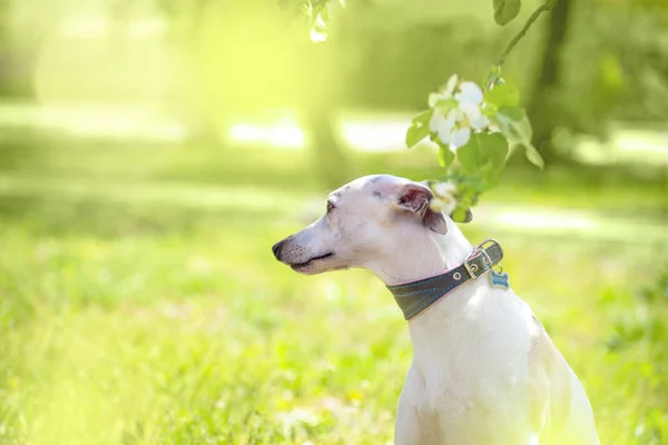 Portrait de petit chien blanc en fleur de printemps — Photo