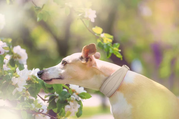 Porträtt av hund i spring blossom — Stockfoto