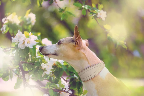 Portrait of dog in spring blossom — Stock Photo, Image