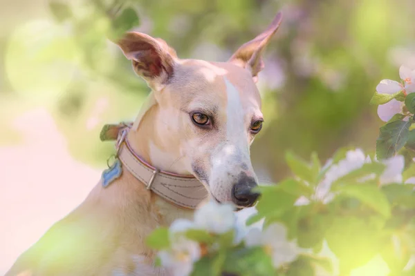 Porträtt av hund i spring blossom — Stockfoto