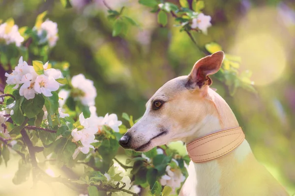 Porträtt av hund i spring blossom — Stockfoto