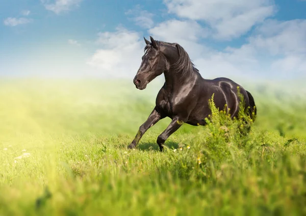 Cavalo preto corre em um campo verde no fundo nuvens — Fotografia de Stock