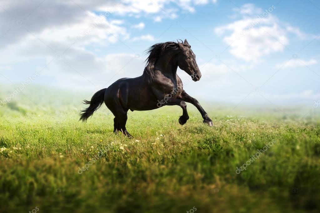 Black horse runs on a green field on clouds background