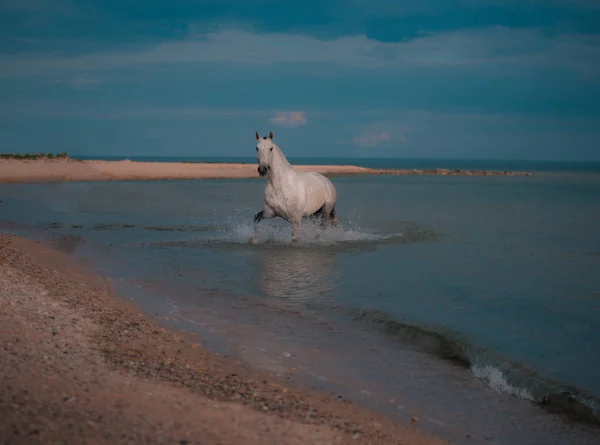 Cavalo cinza-maçã corre na água do mar azul — Fotografia de Stock