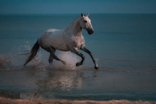 Cavalo cinza-maçã corre na água do mar azul — Fotografia de Stock