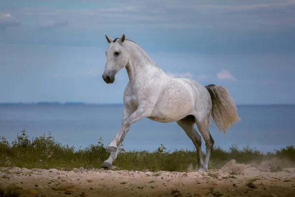 Caballo blanco corre en la playa en el fondo del mar — Foto de Stock