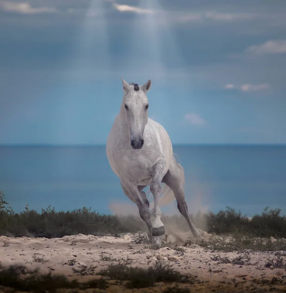 Cavalo branco corre na praia no mar e nublado fundo — Fotografia de Stock