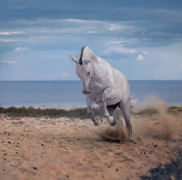 Cavallo bianco salta sulla spiaggia sul mare e nuvole sfondo — Foto Stock