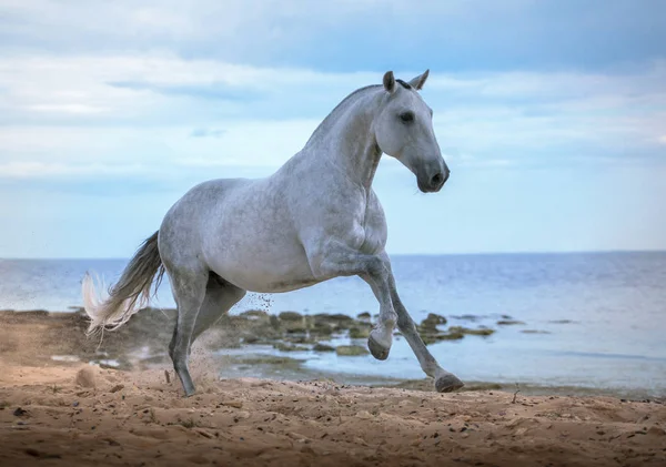 Caballo blanco corre en la playa en el mar y las nubes de fondo — Foto de Stock