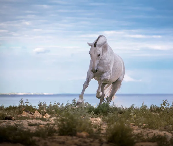Cavalo branco galopando na praia no fundo do mar e nuvens — Fotografia de Stock