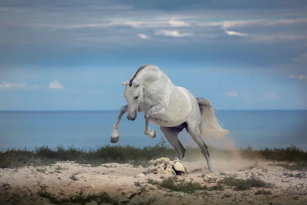 Cavalo branco salta na praia no mar e nubla fundo — Fotografia de Stock