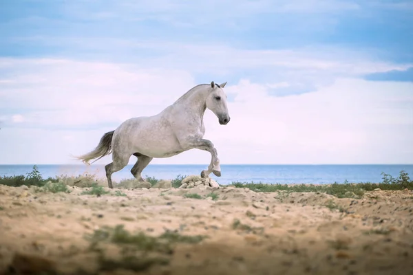 Cheval blanc court sur la plage sur la mer et fond nuageux — Photo