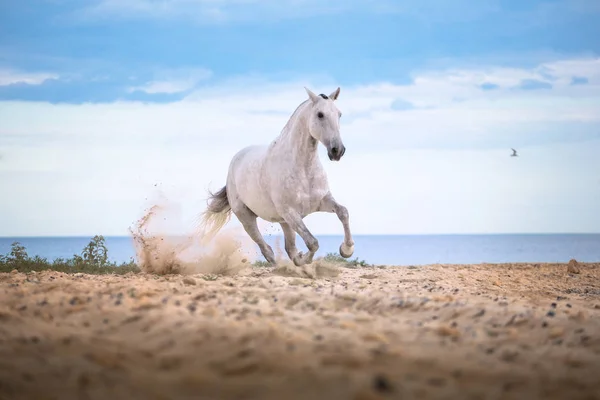 Cavalo branco corre na praia no mar e nublado fundo — Fotografia de Stock