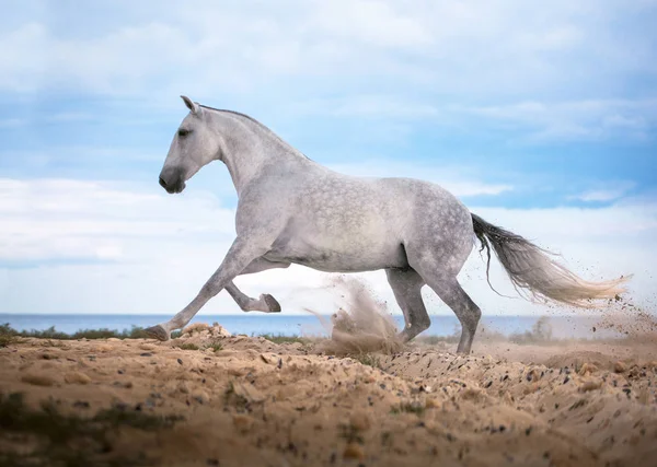Cavalo branco galopando na praia no fundo do mar e nuvens — Fotografia de Stock