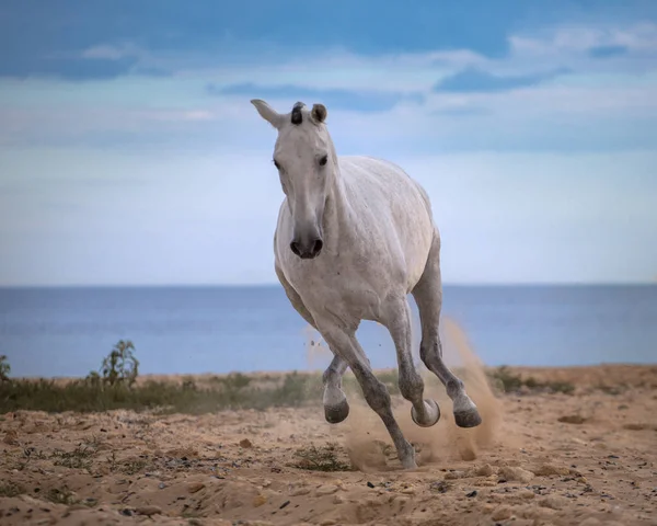 Caballo blanco corre en la playa en el mar y las nubes de fondo — Foto de Stock