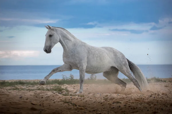 Cavalo branco corre na praia no mar e nublado fundo — Fotografia de Stock