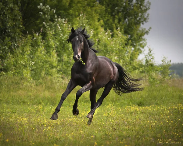 Черная лошадь бежит по зеленой траве и зеленым деревьям — стоковое фото