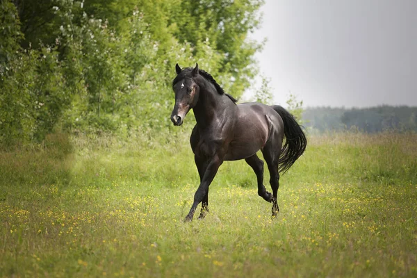 Caballo negro correr sobre la hierba verde y árboles verdes fondo — Foto de Stock