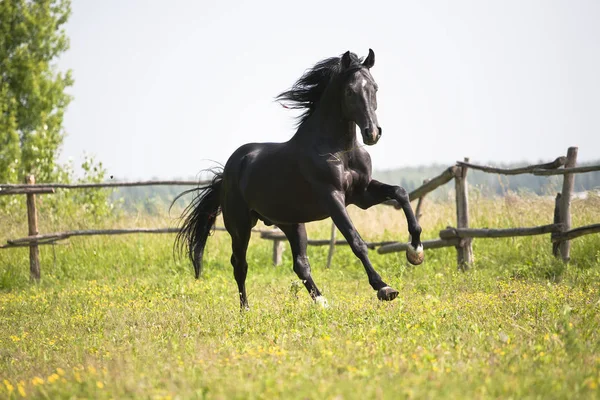 Черная лошадь бежит по зеленой траве и зеленым деревьям на фоне — стоковое фото