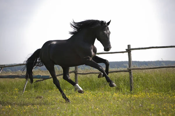 Caballo negro correr sobre la hierba verde y árboles verdes fondo en — Foto de Stock