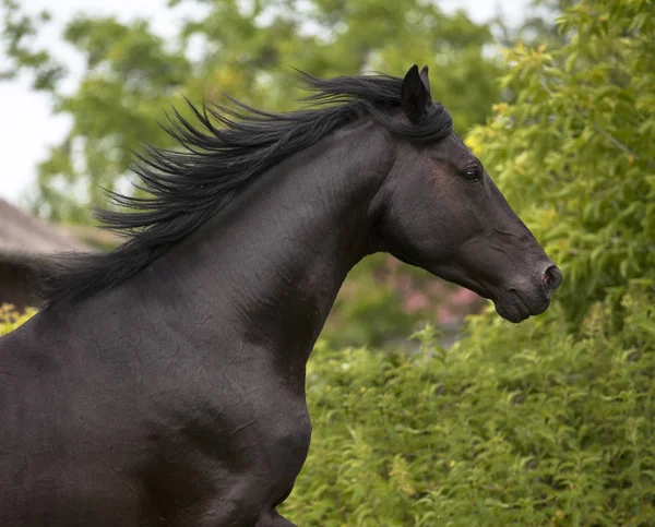 Retrato de cavalo preto no fundo das árvores verdes — Fotografia de Stock