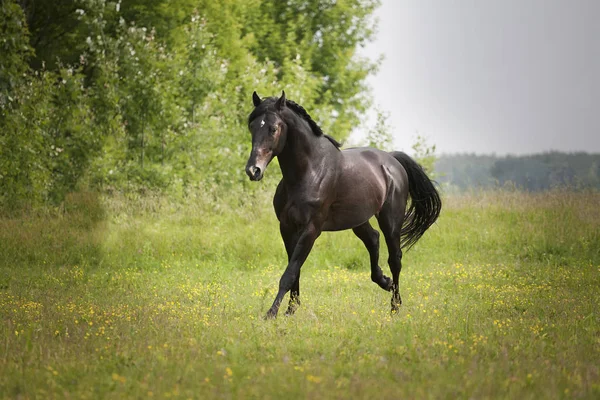 Черная лошадь бежит по зеленой траве и зеленым деревьям — стоковое фото