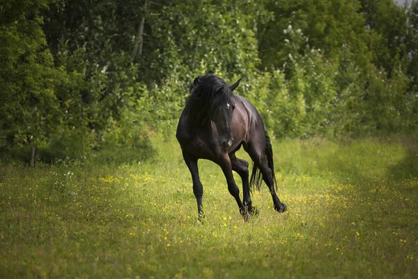 Чорний кінь біжить на зеленій траві і фоні зелених дерев — стокове фото