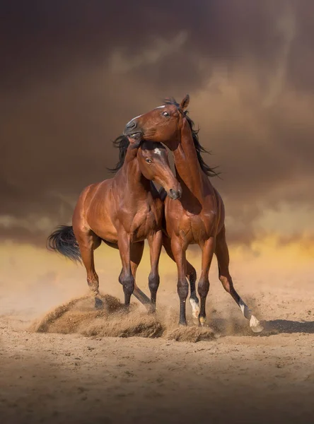 İki defne at birbirlerinin ile gökyüzü arka plan akşam kumun üzerinde oynamak — Stok fotoğraf