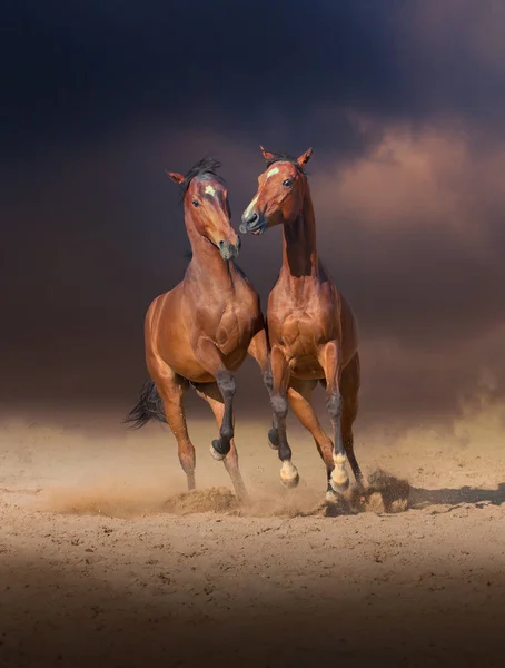 Dva koně zálivu hrát se navzájem na písku na večerní obloze na pozadí — Stock fotografie