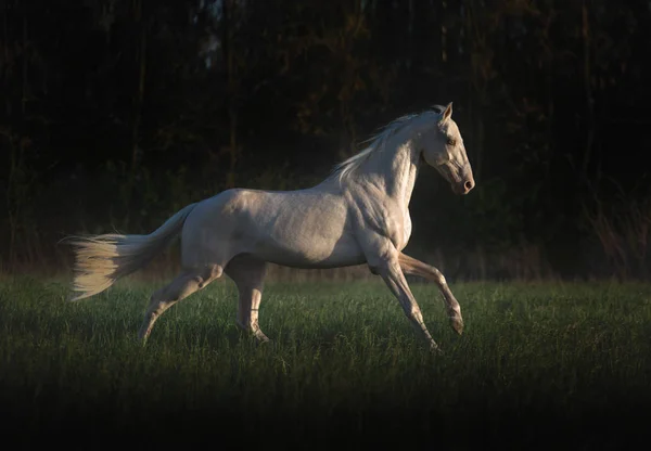 Cremello horse runs on the grass on dark forest background — Stock Photo, Image