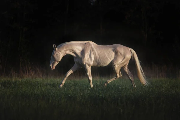 Cremello horse runs on the grass on dark forest background — Stock Photo, Image